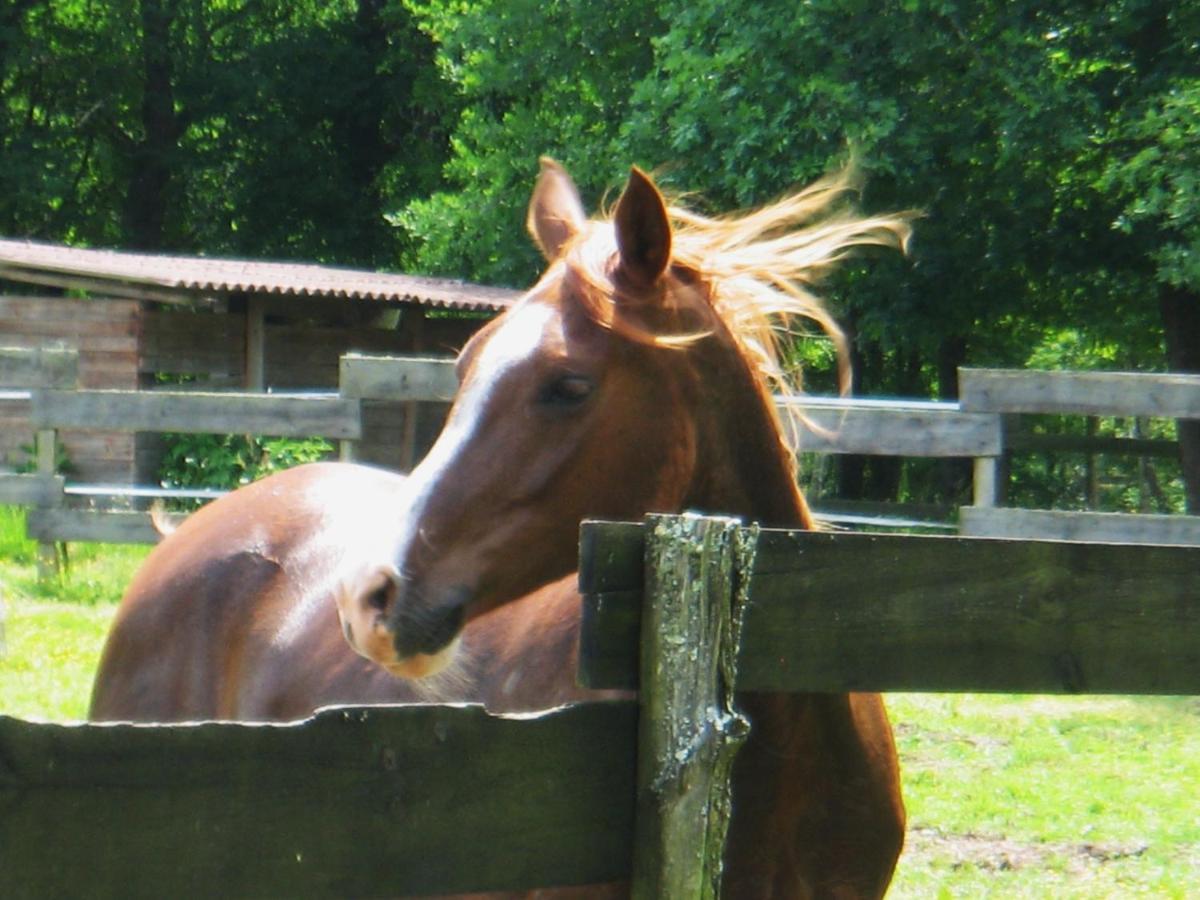 圣保罗恩波恩Le Ranch Amadeus住宿加早餐旅馆 外观 照片